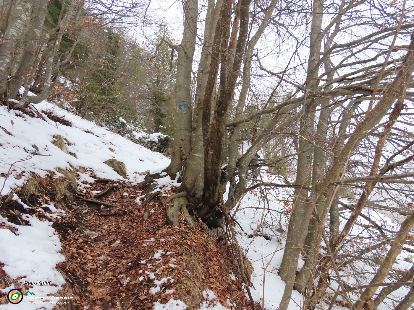 43 Il sent. 599A in decisa salita sul fianco destro boscoso del Vaccareggio.JPG